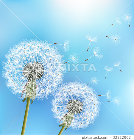 Blue background with two flowers dandelions 32512902