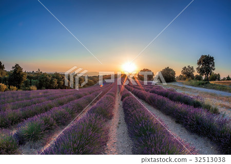 Lavender field against sunset in Provence, France Lavender field against sunset in Provence, France 32513038