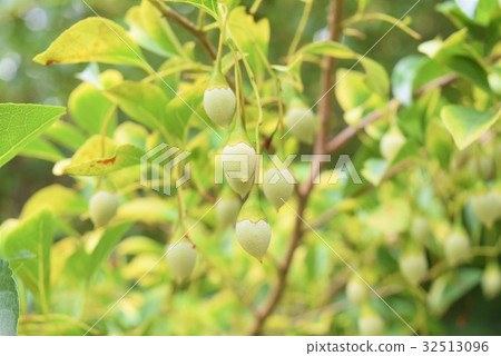 Egg nuts Egg nuts 32513096