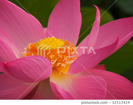 Ancient lotus no Sato Ancient lotus no Sato 32513424