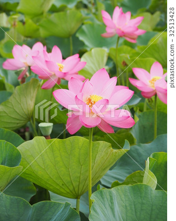 Ancient lotus no Sato 32513428
