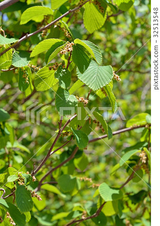 Tree: Sinensis psyllidae Tree: Sinensis psyllidae 32513548