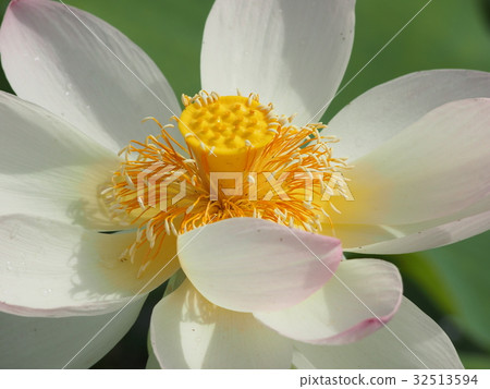 Ancient lotus no Sato 32513594