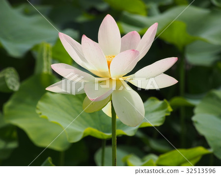 Ancient lotus no Sato 32513596