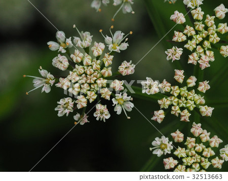 Serif flowers 32513663
