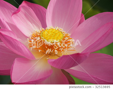 Ancient lotus no Sato Ancient lotus no Sato 32513695