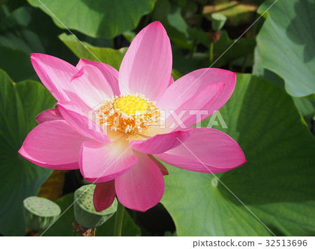 Ancient lotus no Sato Ancient lotus no Sato 32513696