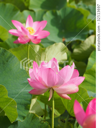 古蓮花沒佐藤 32513697