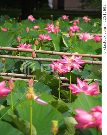 古蓮花沒佐藤 32513698