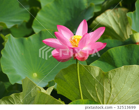 Ancient lotus no Sato Ancient lotus no Sato 32513699