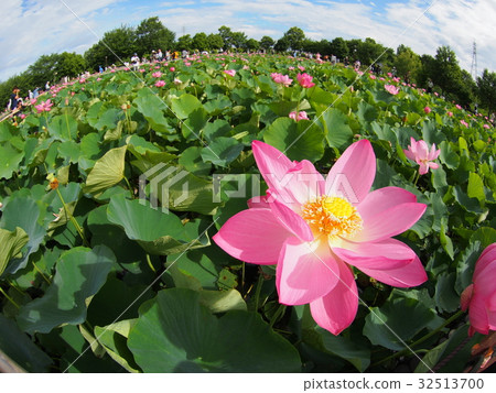 Ancient lotus no Sato Ancient lotus no Sato 32513700