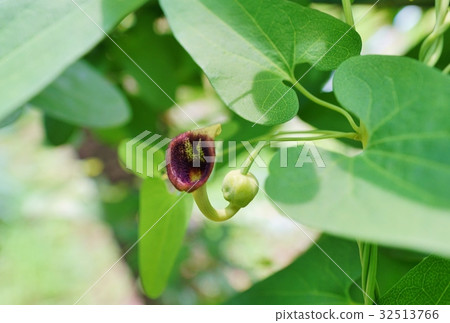 Flower of a horn tuna 32513766