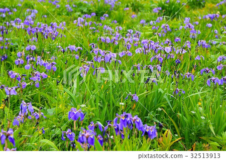 Ayamegawa's Ayame 32513913