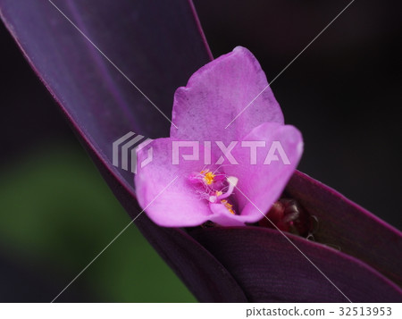 紫露草淡紫 32513953