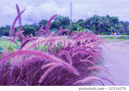 Pennisetum pedicellatum, desho grass, desho,Parag 32514270