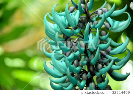 Honeysuckle Honeysuckle 32514409