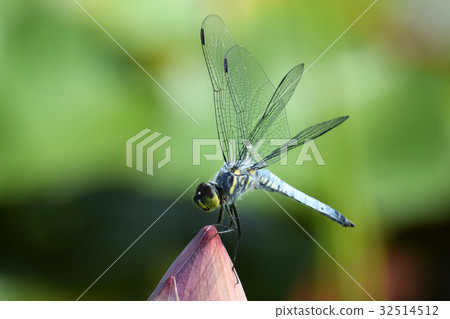 鹽卡拉通博 32514512