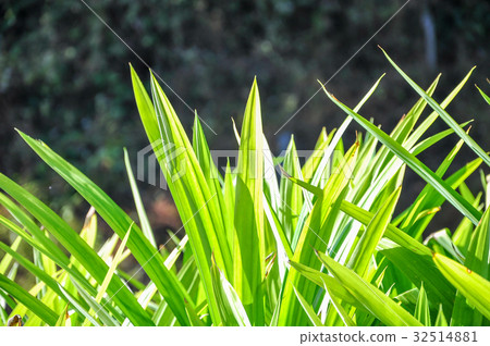 Sunlight behind the pandanus leaves Sunlight behind the pandanus leaves 32514881