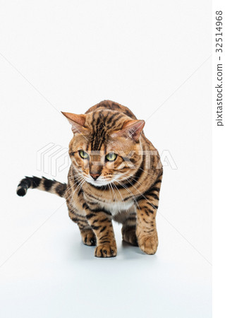 The gold Bengal Cat on white background 32514968