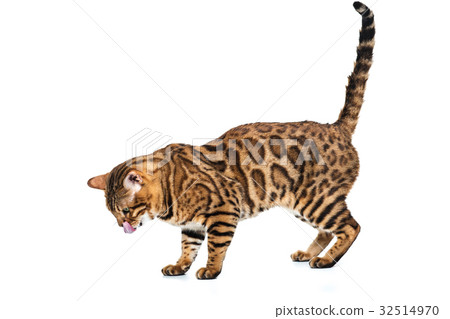 The gold Bengal Cat on white background 32514970