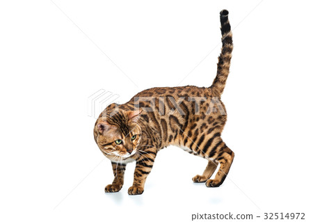 The gold Bengal Cat on white background 32514972