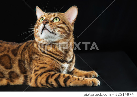 The gold Bengal Cat on black background 32514974