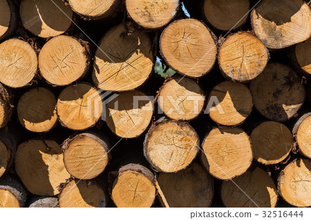 Freshly cut tree logs 32516444