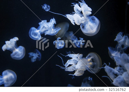 Jellyfish moonwater aquarium jellyfish 32516762