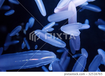 Jellyfish Marine moon aquarium Shinkai wig rice 32516765