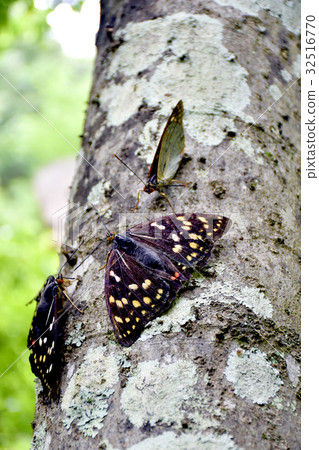 Oomurasaki Female 32516770