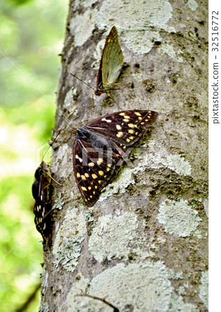 Oomurasaki Female 32516772