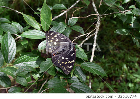 Oomurasaki Female 32516774