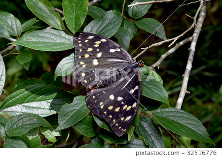 Oomurasaki Female 32516776