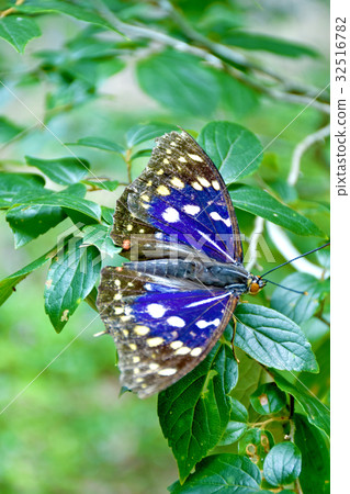 Omurasaki male 32516782