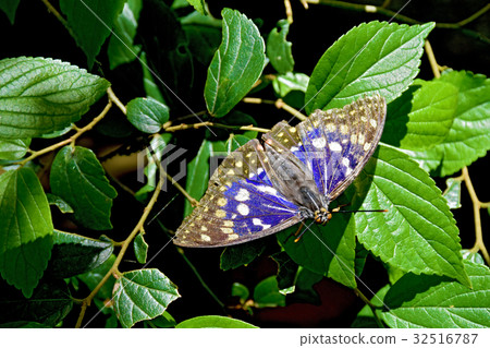 Omurasaki male 32516787