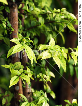 blur background from variety of green plant leaves 32516987