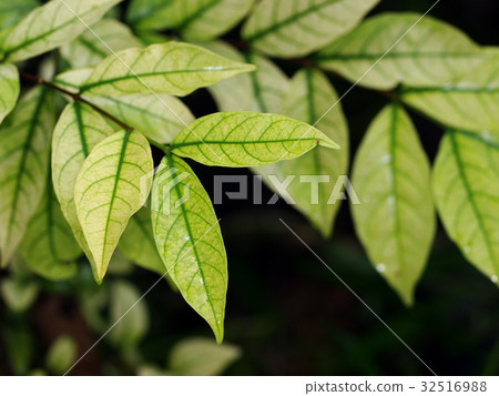blur background from variety of green plant leaves blur background from variety of green plant leaves 32516988