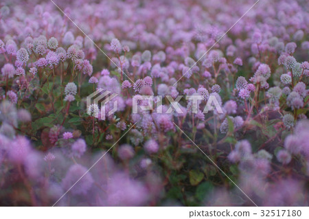Scenes like heaven like pink flowers blooming Scenes like heaven like pink flowers blooming 32517180