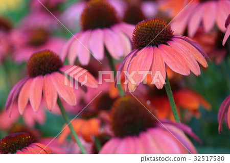 村崎Barengiku 村崎Barengiku 32517580