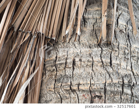 Bark and dry coconut palm leaf 32517601