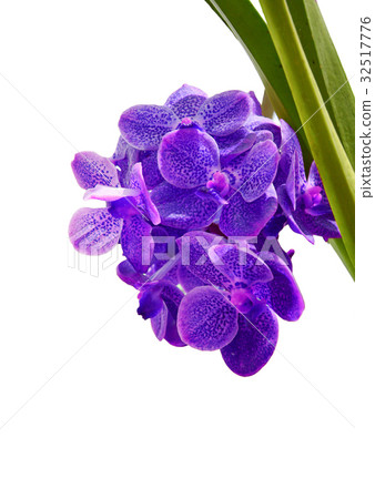 Violet orchid on white background Violet orchid on white background 32517776