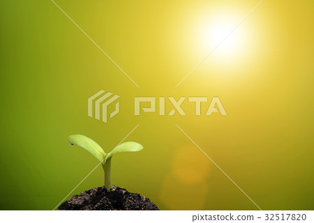 plant seedling growing on fertile soil 32517820