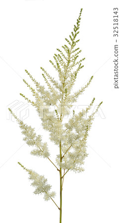 white astilba flower isolated on white background white astilba flower isolated on white background 32518143