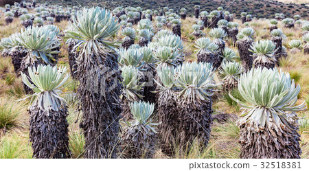 Paramo de Oceta Espeletia Frailejones Mongui 32518381