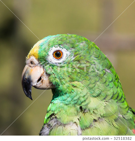 Parrot Psittaciformes portrait Caldas Colombia 32518382
