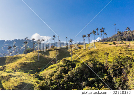 Bosque De Palma De Cera La Samaria San Felix Bosque De Palma De Cera La Samaria San Felix 32518383