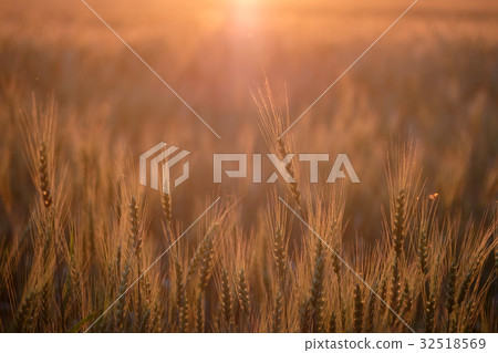 Golden field of ripe wheat in the evening 32518569