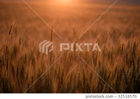 Golden field of ripe wheat in the evening Golden field of ripe wheat in the evening 32518570