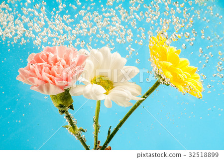 Flowersbeautiful chrysanthemum in Mother's day 32518899
