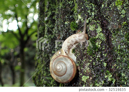 蝸牛 32519835
